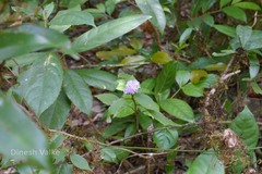 Vernonia dalzelliana